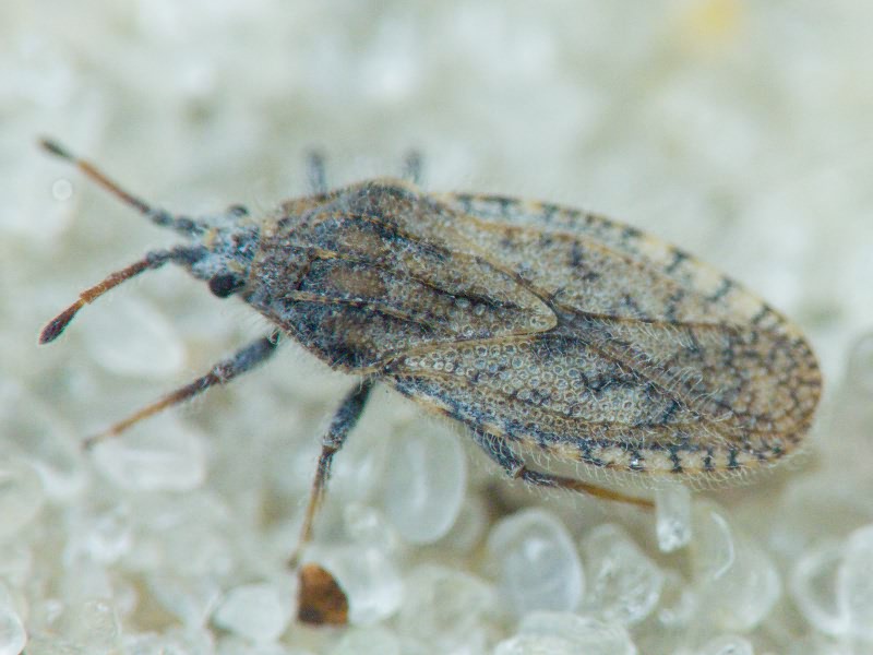 Tingis (Neolasiotropis) pauperata (Puton, 1879)